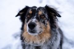 Jan.-6-2025-Snow-Shoot-42.jpg_compressed