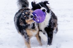 Jan.-6-2025-Snow-Shoot-47.jpg_compressed