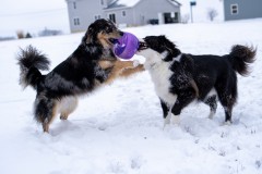 Jan.-6-2025-Snow-Shoot-48.jpg_compressed