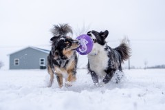Jan.-6-2025-Snow-Shoot-55.jpg_compressed