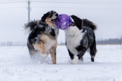 Jan.-6-2025-Snow-Shoot-72.jpg_compressed