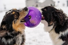 Jan.-6-2025-Snow-Shoot-84.jpg_compressed