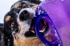 Jan.-6-2025-Snow-Shoot-89.jpg_compressed